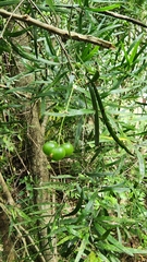 Asparagus falcatus