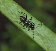 Camponotus aeneopilosus