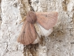 Dasycorsa modesta