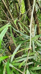 Asparagus falcatus