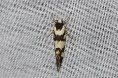 Machetis aphrobola