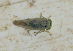 Viridicerus ustulatus