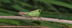 Praxibulus tectatus