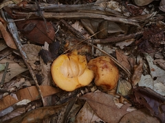 Garcinia griffithii