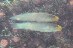 Valenciennea strigata