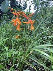 Crocosmia aurea