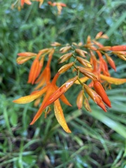 Crocosmia aurea