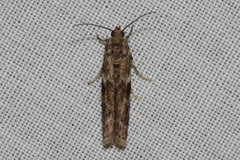 Ephestiopsis oenobarella