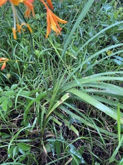 Crocosmia aurea