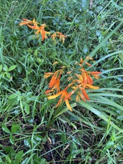 Crocosmia aurea