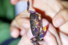 Geothelphusa miyazakii