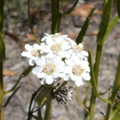 Ixodia achillaeoides
