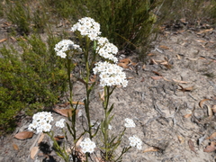 Ixodia achillaeoides