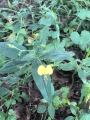 Aneilema aequinoctiale