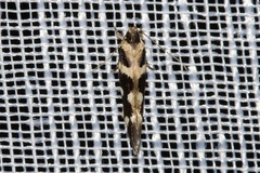 Macrobathra bigerella