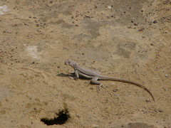 Microlophus peruvianus