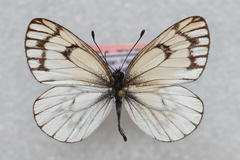 Aporia leucodice