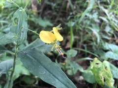 Aneilema aequinoctiale