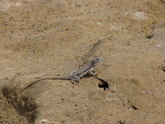 Microlophus peruvianus