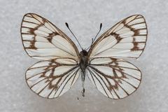 Aporia leucodice