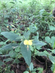 Aneilema aequinoctiale