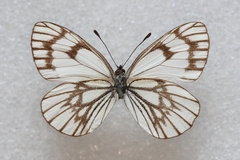 Aporia leucodice