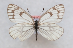 Aporia leucodice