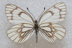 Aporia leucodice