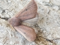 Dasycorsa modesta