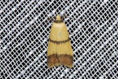 Heteroteucha translatella