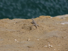 Microlophus peruvianus