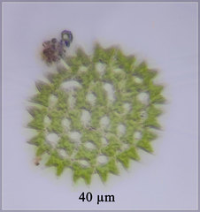 Pediastrum duplex