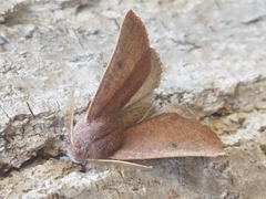 Dasycorsa modesta