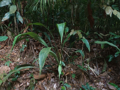 Hanguana rubinea (Hanguana rubinea)