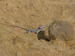 Microlophus peruvianus