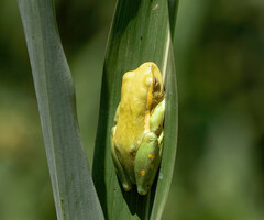 Hyperolius semidiscus