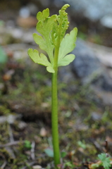 Botrychium lanceolatum