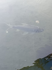 Barbonymus gonionotus