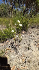 Ixodia achillaeoides