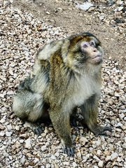 Macaca sylvanus