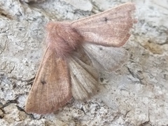 Dasycorsa modesta