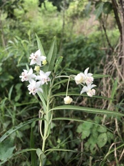 Gomphocarpus physocarpus
