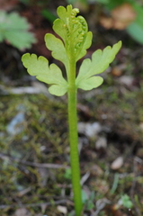 Botrychium lanceolatum