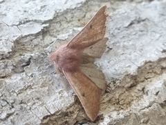 Dasycorsa modesta