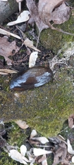 Unio elongatulus
