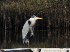 Ardea cinerea