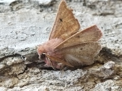 Dasycorsa modesta