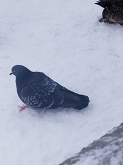 Columba livia domestica