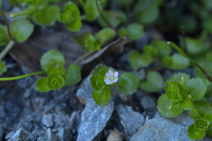 Epilobium pedunculare