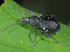 Otiorhynchus gemmatus